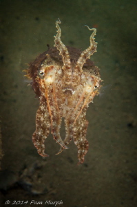Reaching.    I encountered this cuttlefish while muck div... by Pam Murph 